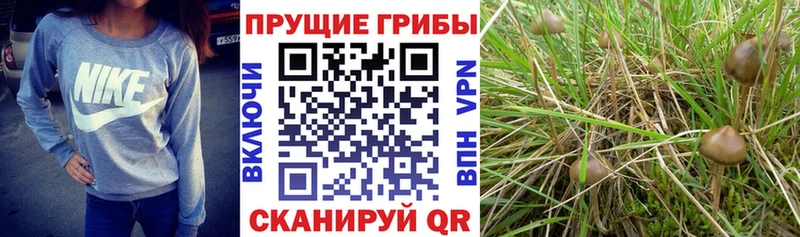 Псилоцибиновые грибы GOLDEN TEACHER  Купить  Ревда 